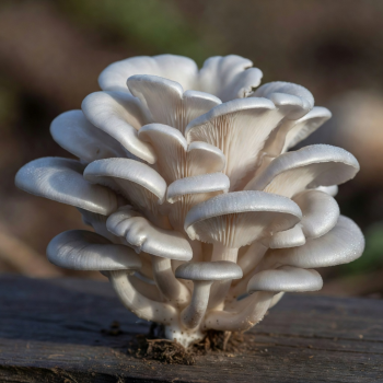 Fresh Oyster mushrooms in pearl white and grey fan shapes