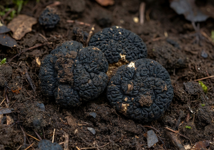 Rare black truffle mushrooms on dark soil with earthy textures